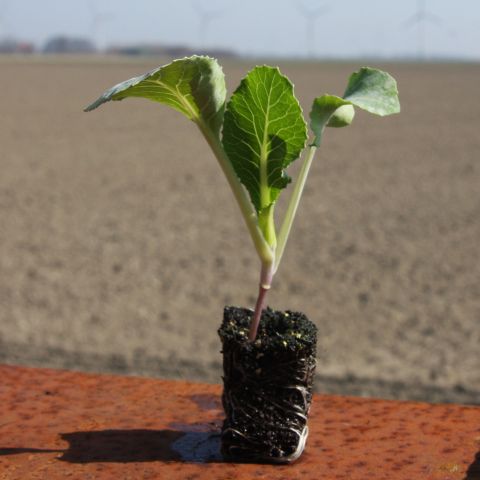 Dieser Steckling soll mal groß und lecker werden