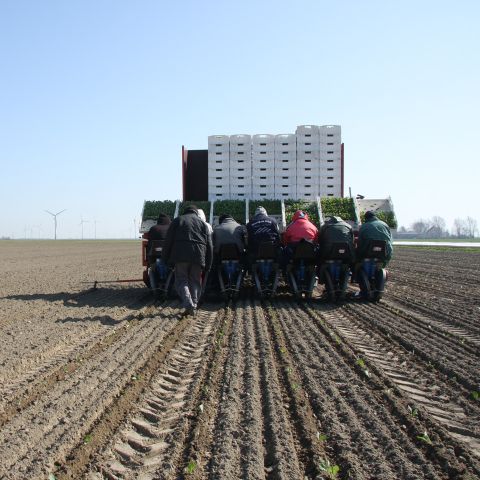 Pflanzarbeiten auf dem Feld