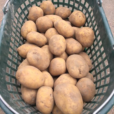 Kartoffel Milva