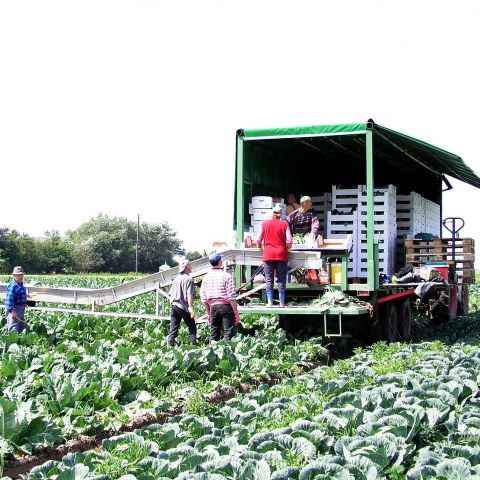 Erntearbeit / vom Feld auf den LKW